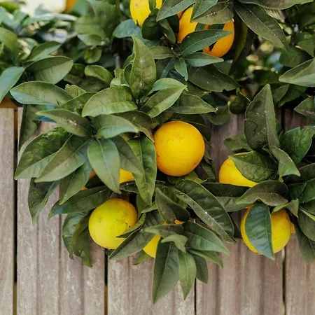 Serenescape - Вилла